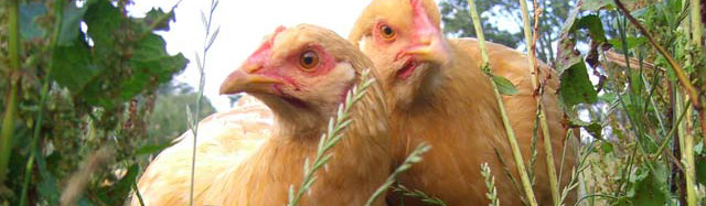 farmstay b and b chickens