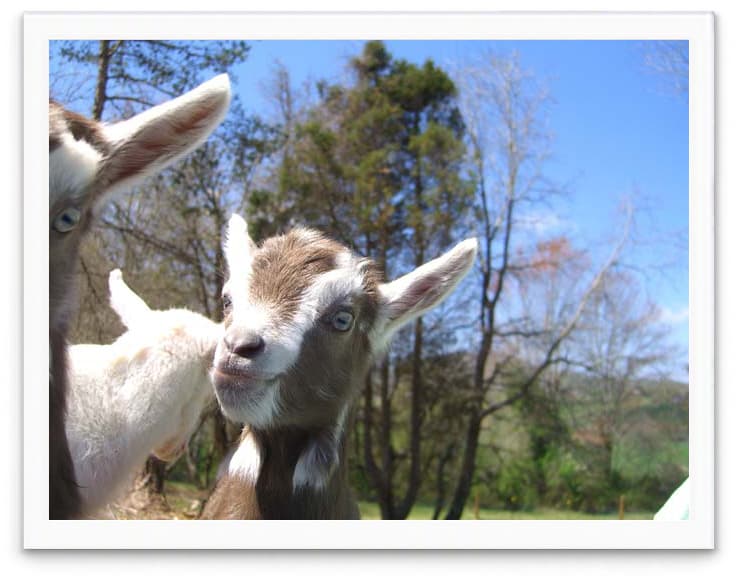 baby goats at our farm