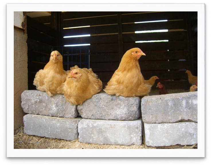 chickens for our B&B guests to enjoy