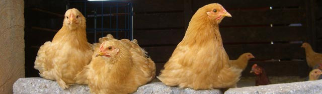 farmstay chickens