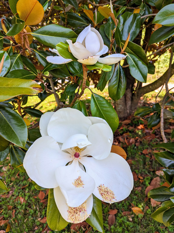 magnolia tree blossoms