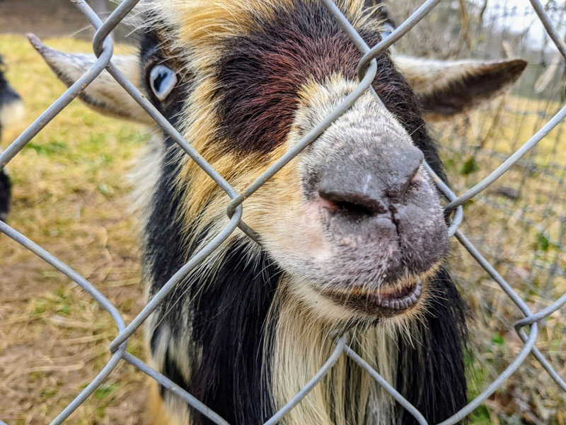 mini goat pushing fence