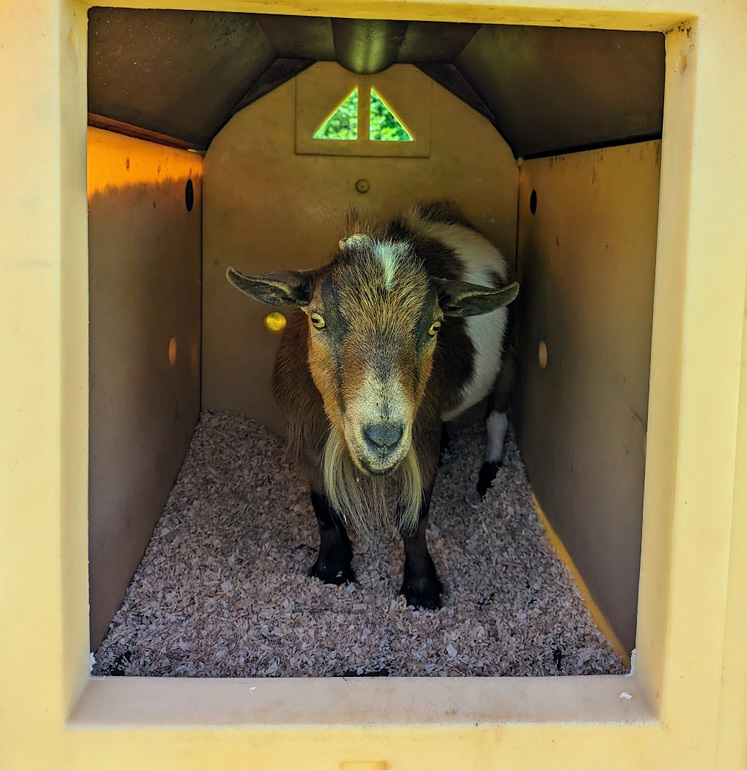 doghouses for mini goats