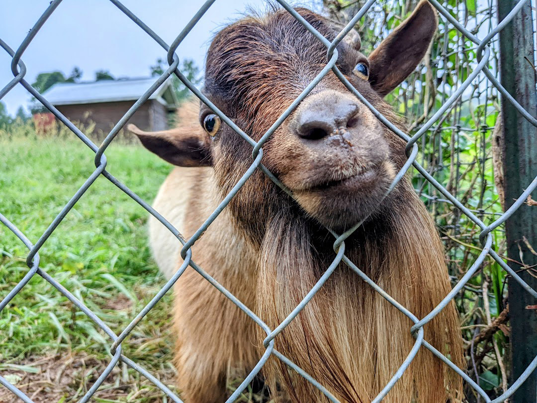 friendly and cute tiny goats in large fenced area right off the back deck
