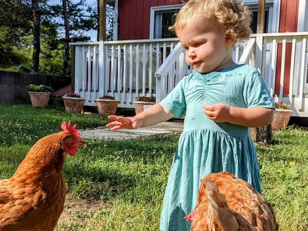 Toddler feeding chickens at the family friendly farm stay