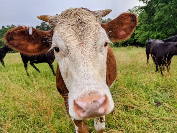Curious cow on the working farm