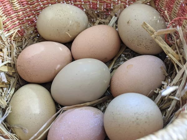 Fresh eggs collected each morning at the farm
