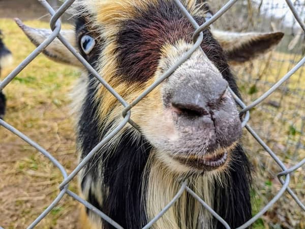 Nigerian Dwarf goat greeting guests at the gate