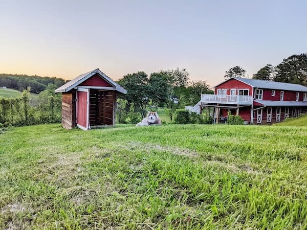 Large fenced dog play area at the pet friendly farm stay