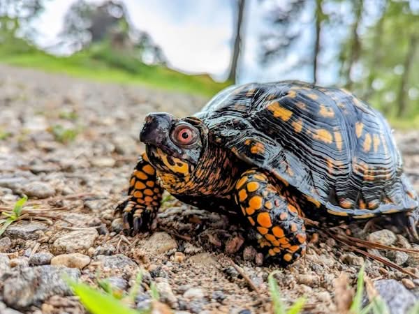 Box turtle crossing the farm road during spring and summer