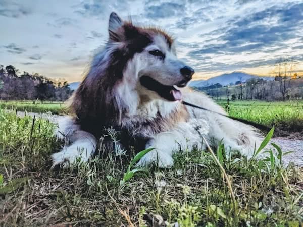 Dog walking along the farm inroad at our pet friendly BnB