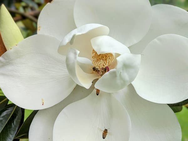 Magnolia tree near the bed and breakfast home