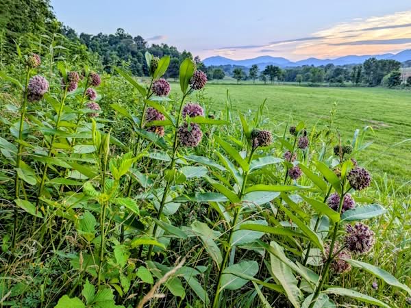 Milkweed growing along the farm inroad