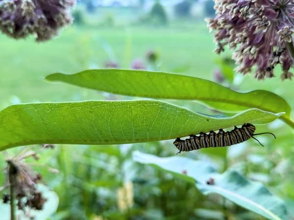 Monarch caterpillar feeding on milkweed at the farm