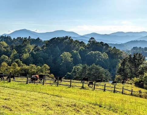Cows grazing in the pasture above the bed and breakfast