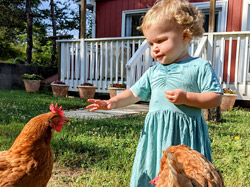 toddler with farmstay chickens